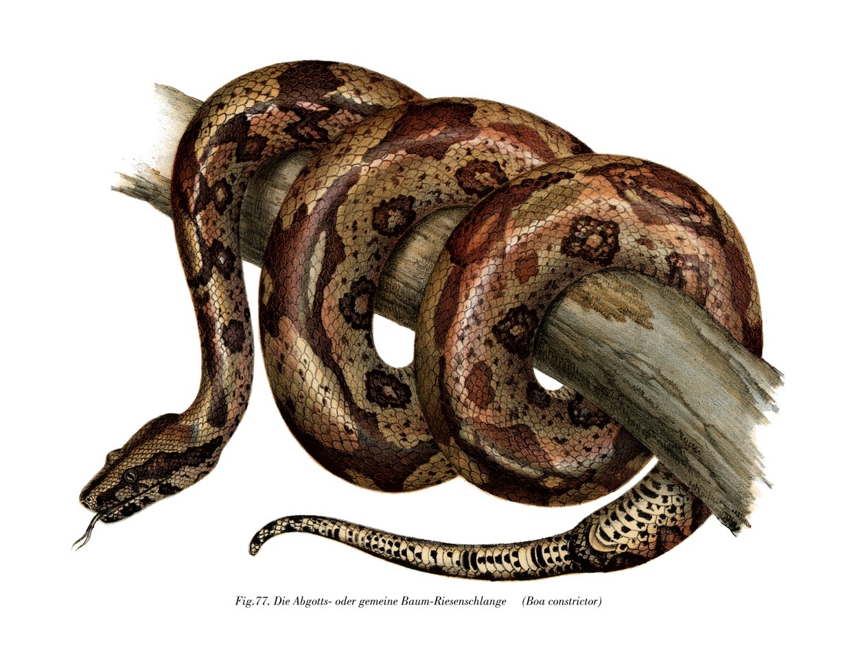 Boa constrictor (väri litho) tekijältä German School