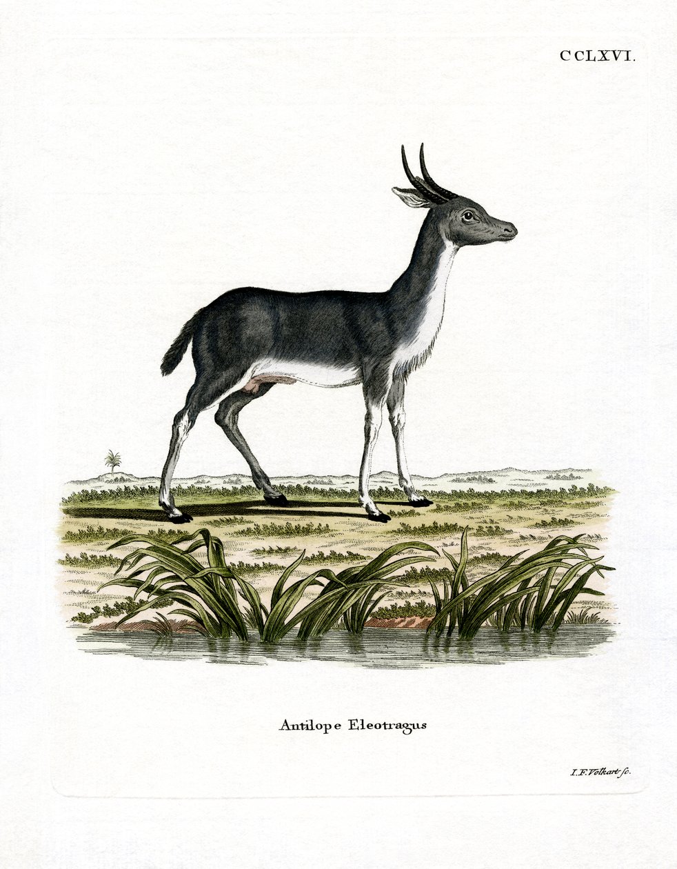 Bohor Reedbuck (värillinen kaiverrus) tekijältä German School