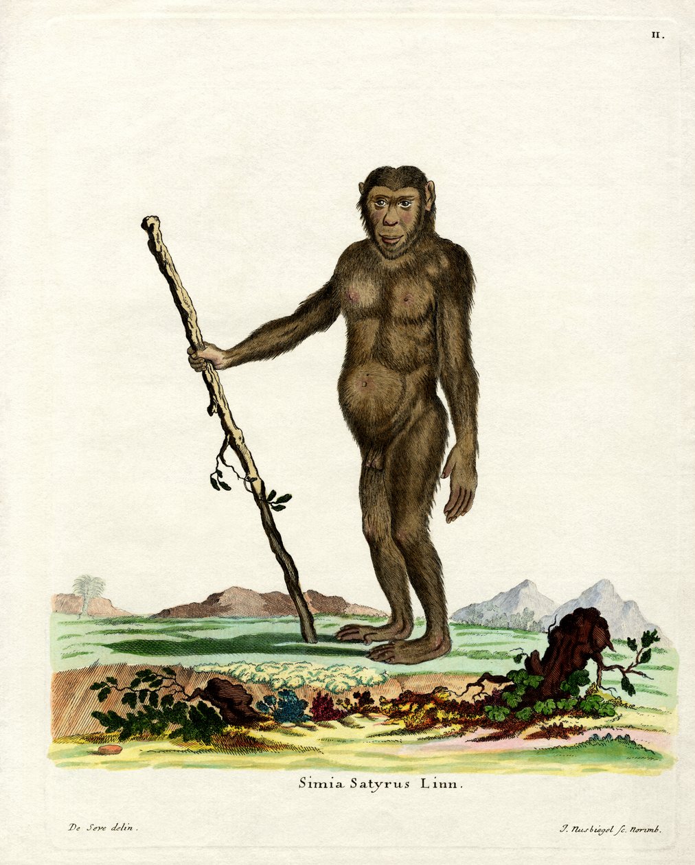 Bornean Orang-Outang (värillinen kaiverrus) tekijältä German School