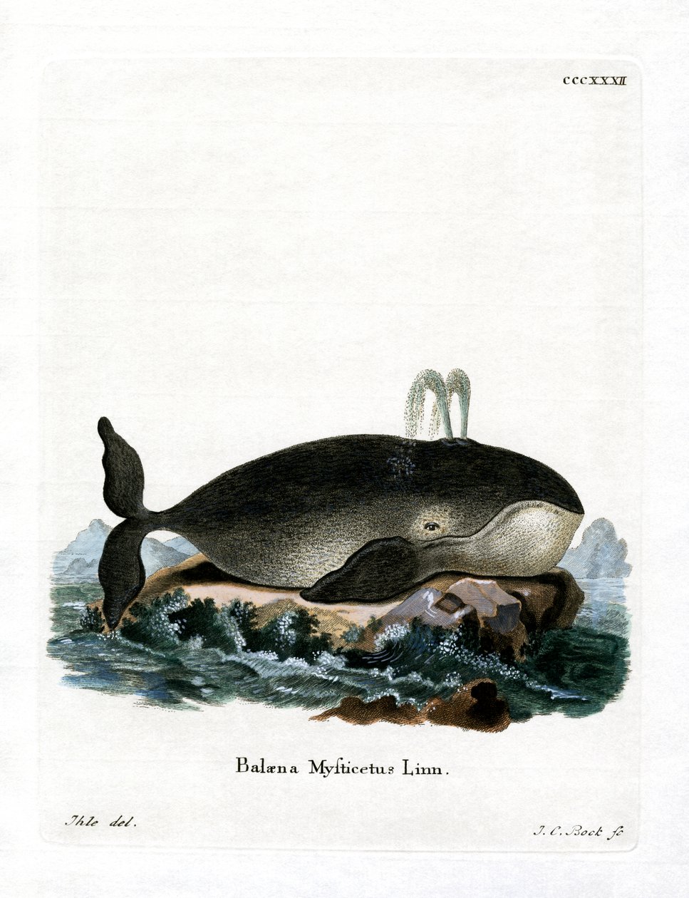 Bowhead Whale (värillinen kaiverrus) tekijältä German School