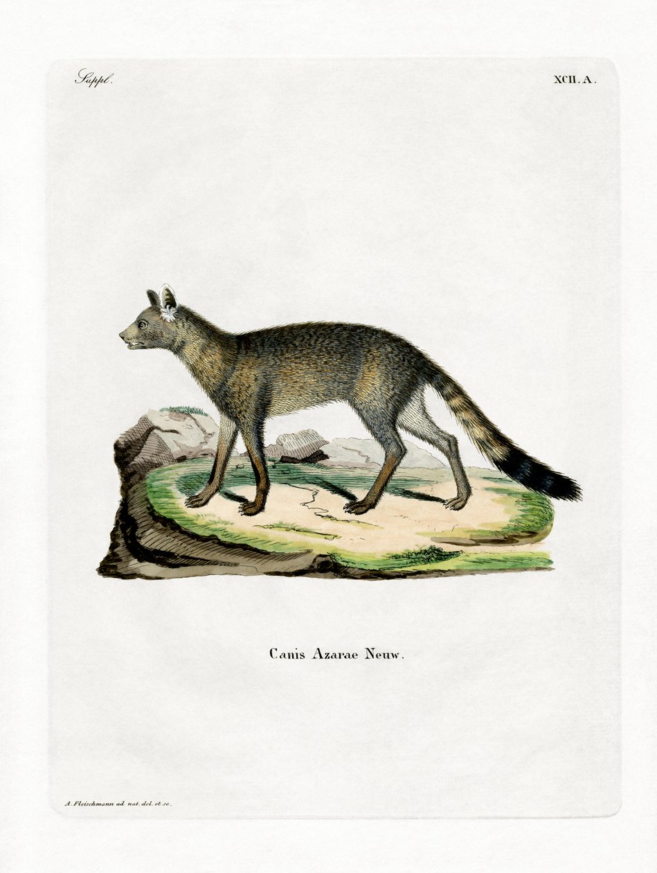 Brazilian Fox (värillinen kaiverrus) tekijältä German School