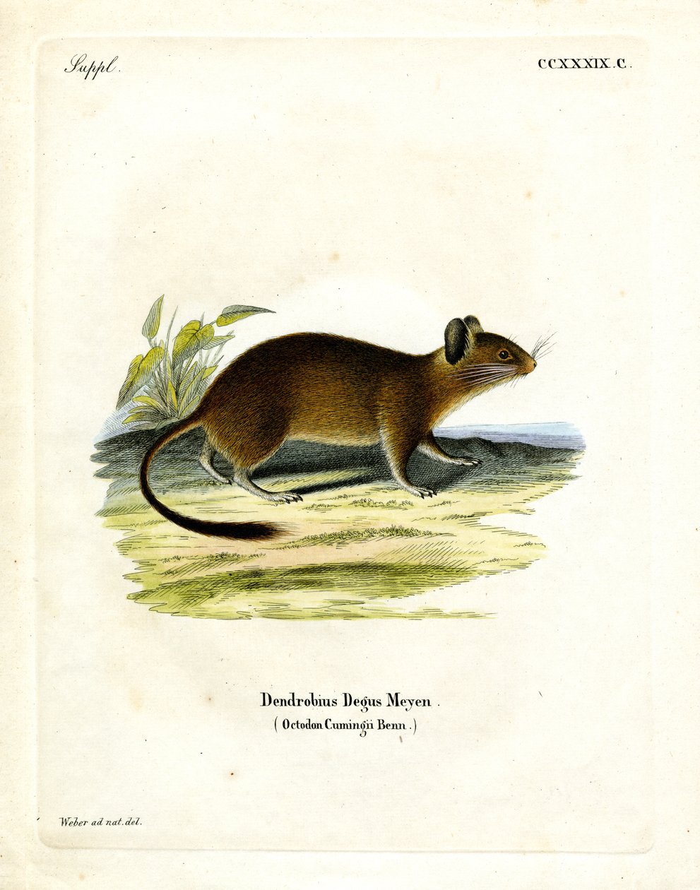 Brush-tailed Rat (värillinen kaiverrus) tekijältä German School