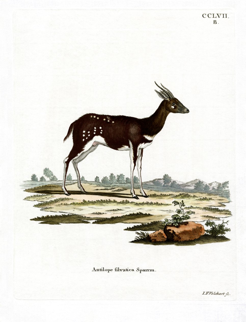 Bushbuck (värillinen kaiverrus) tekijältä German School
