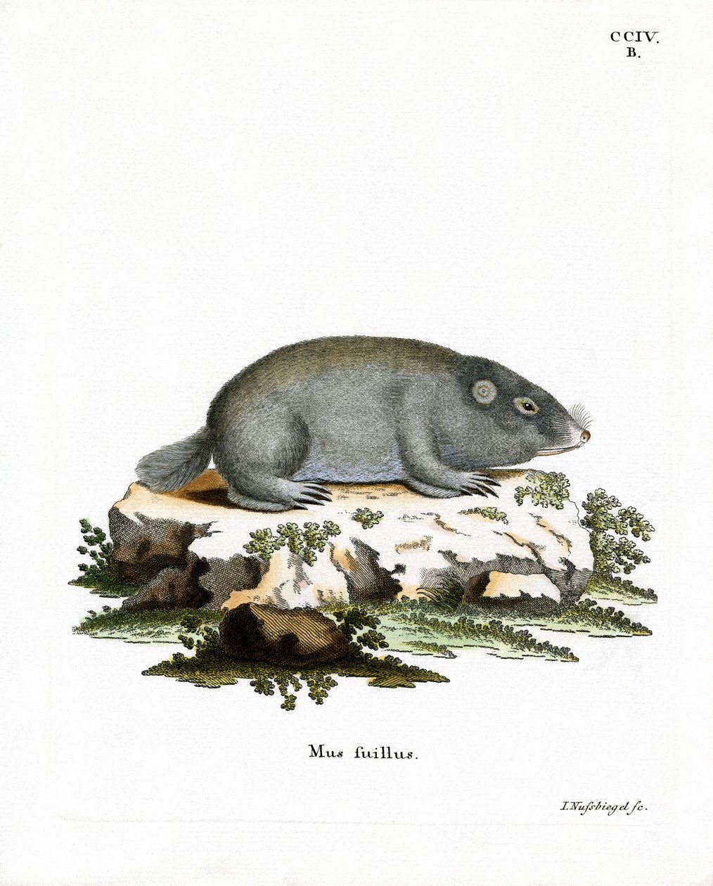Cape Dune Mole Rat (värillinen kaiverrus) tekijältä German School