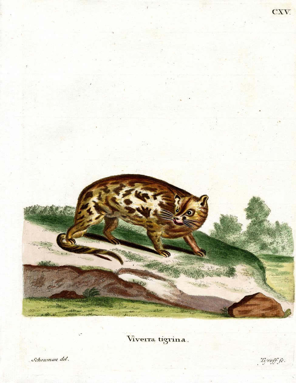Cape Genet (värillinen kaiverrus) tekijältä German School