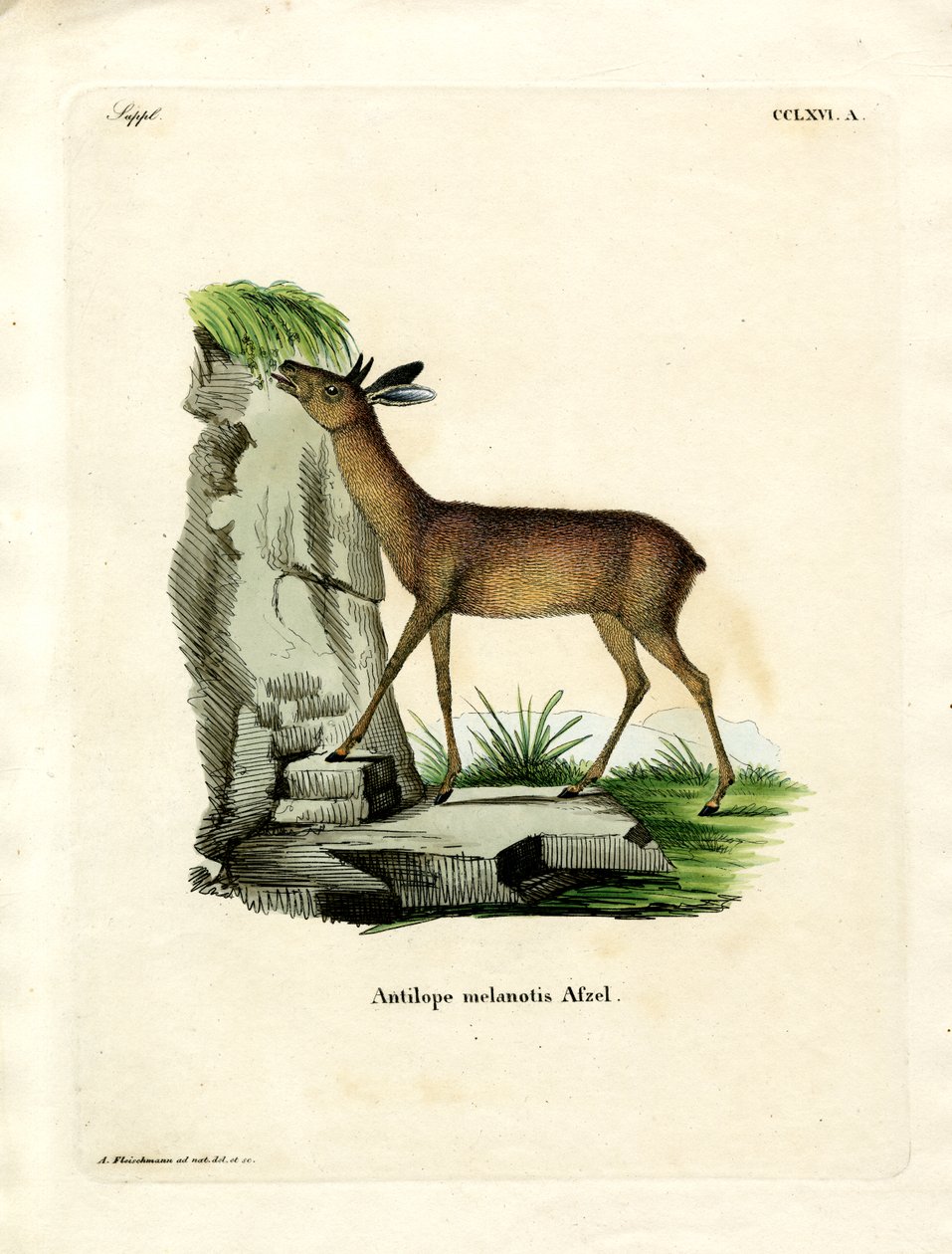 Cape Grysbok (värillinen kaiverrus) tekijältä German School