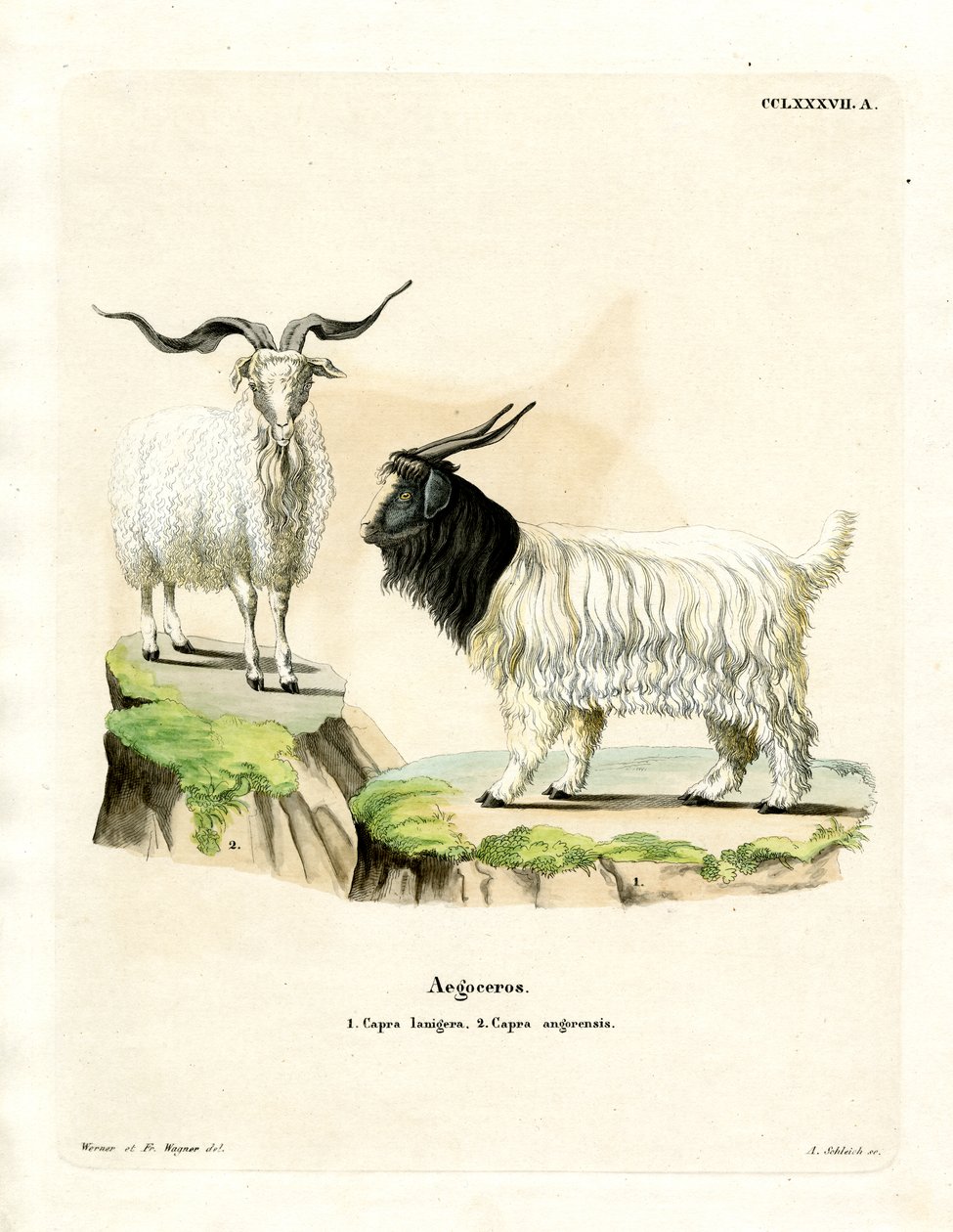Cashmere Goat (värillinen kaiverrus) tekijältä German School