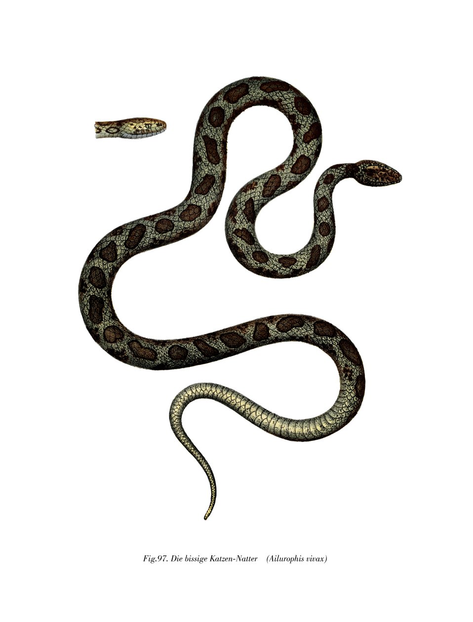 Cat Snake (väri litho) tekijältä German School