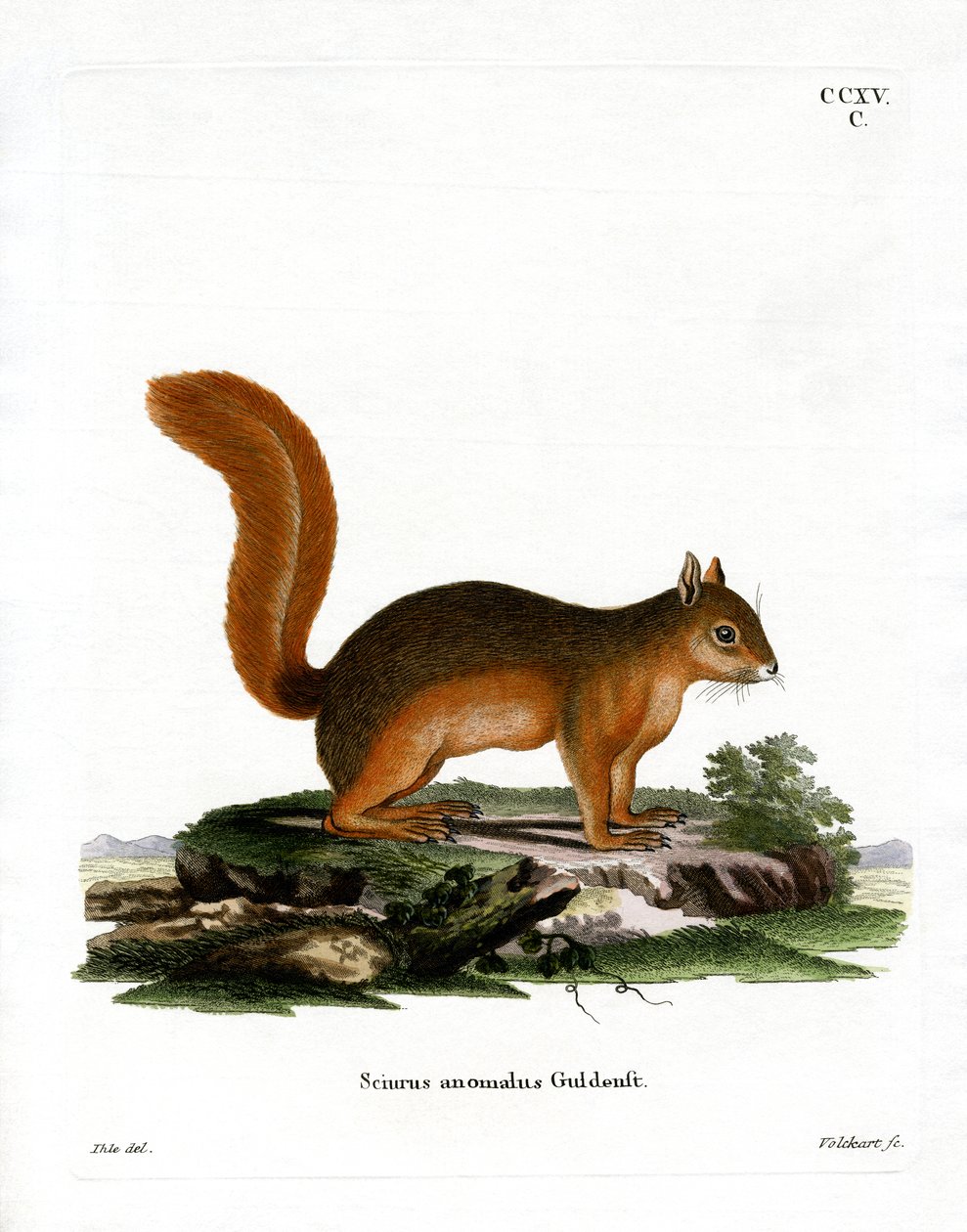 Kaukasialainen orava (värillinen kaiverrus) tekijältä German School