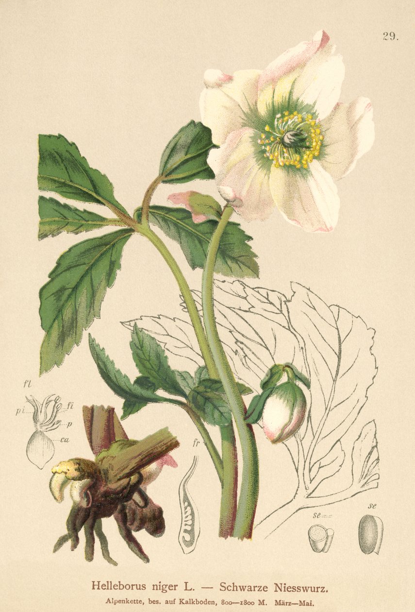 Jouluruusu (Helleborus niger) tekijältä German School