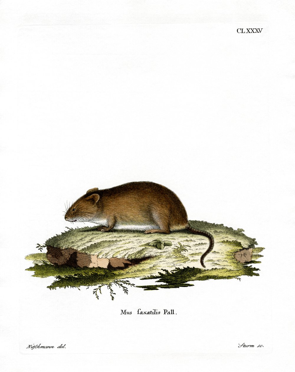 Cliff Mouse (värillinen kaiverrus) tekijältä German School