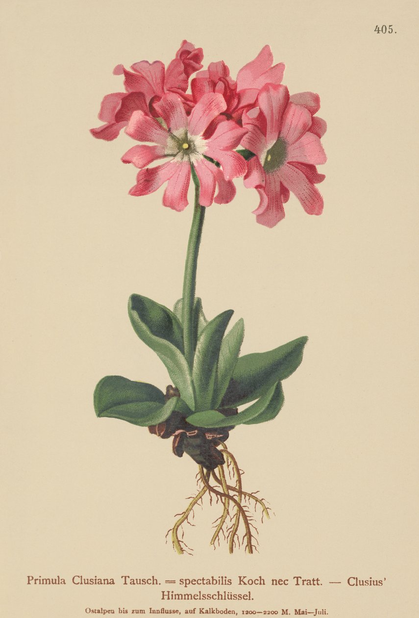 Clusiana Primrose (Primula Clusiana, Primula spectabilis) tekijältä German School