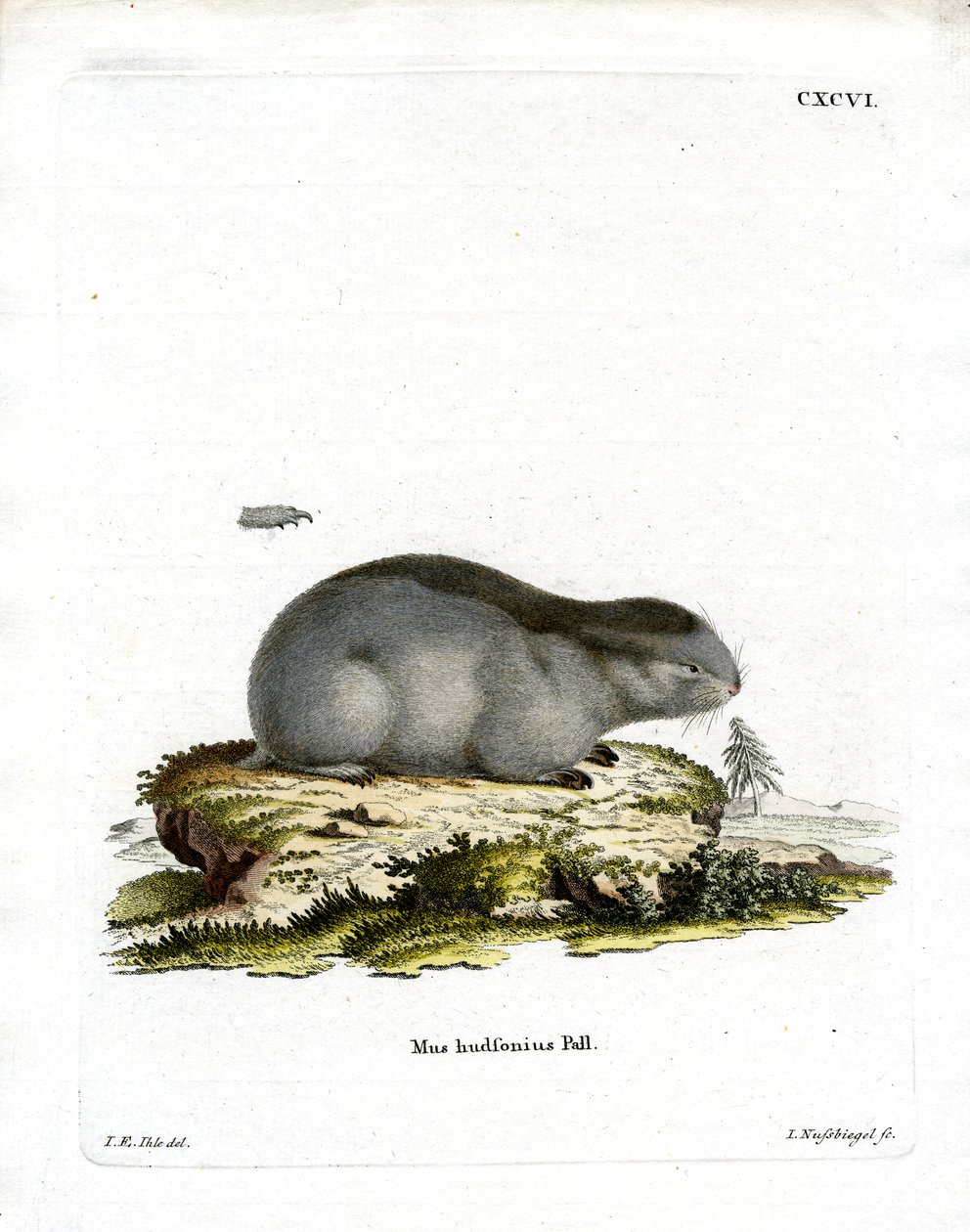 Collared Lemming (värillinen kaiverrus) tekijältä German School