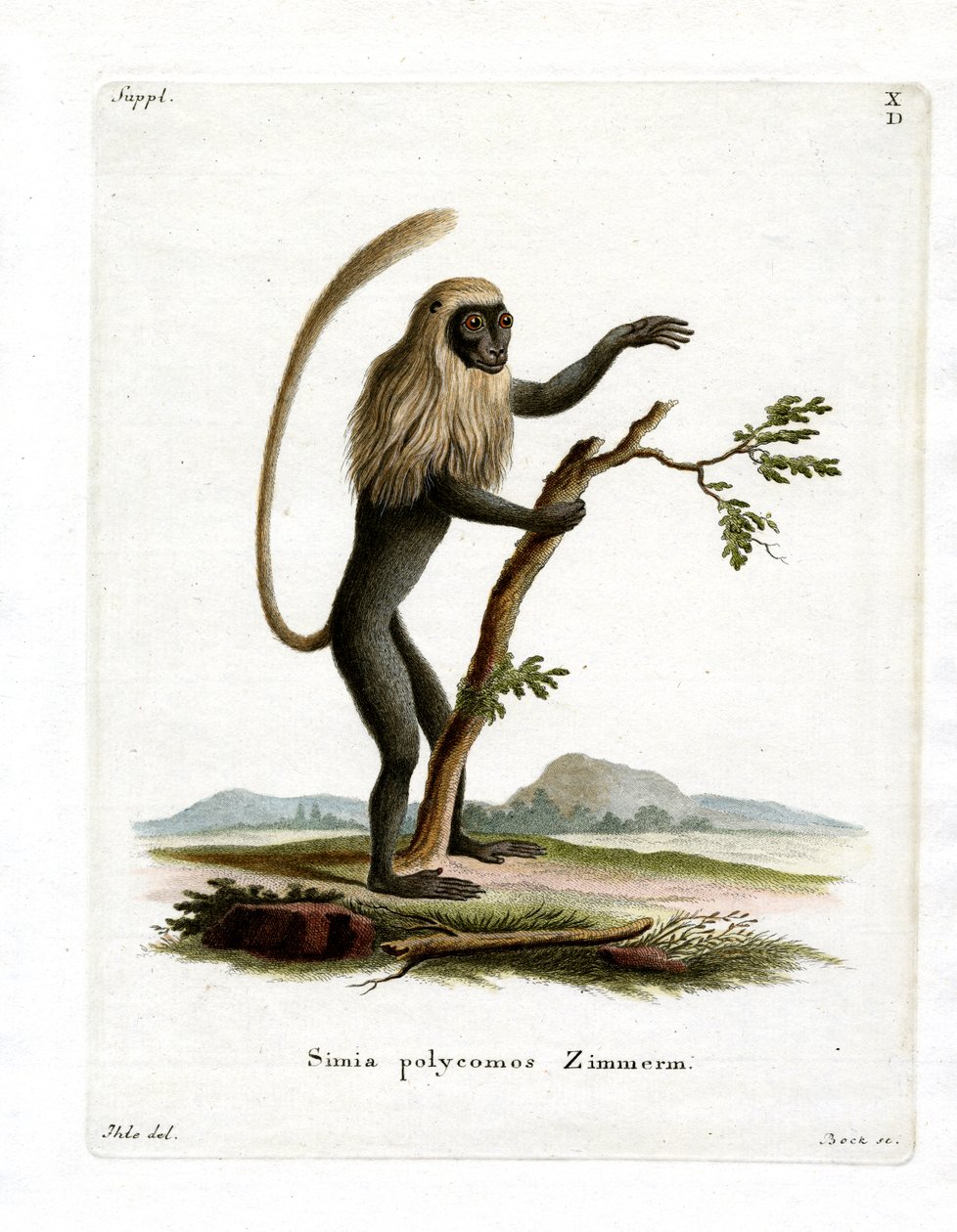 Colobus Monkey (värillinen kaiverrus) tekijältä German School