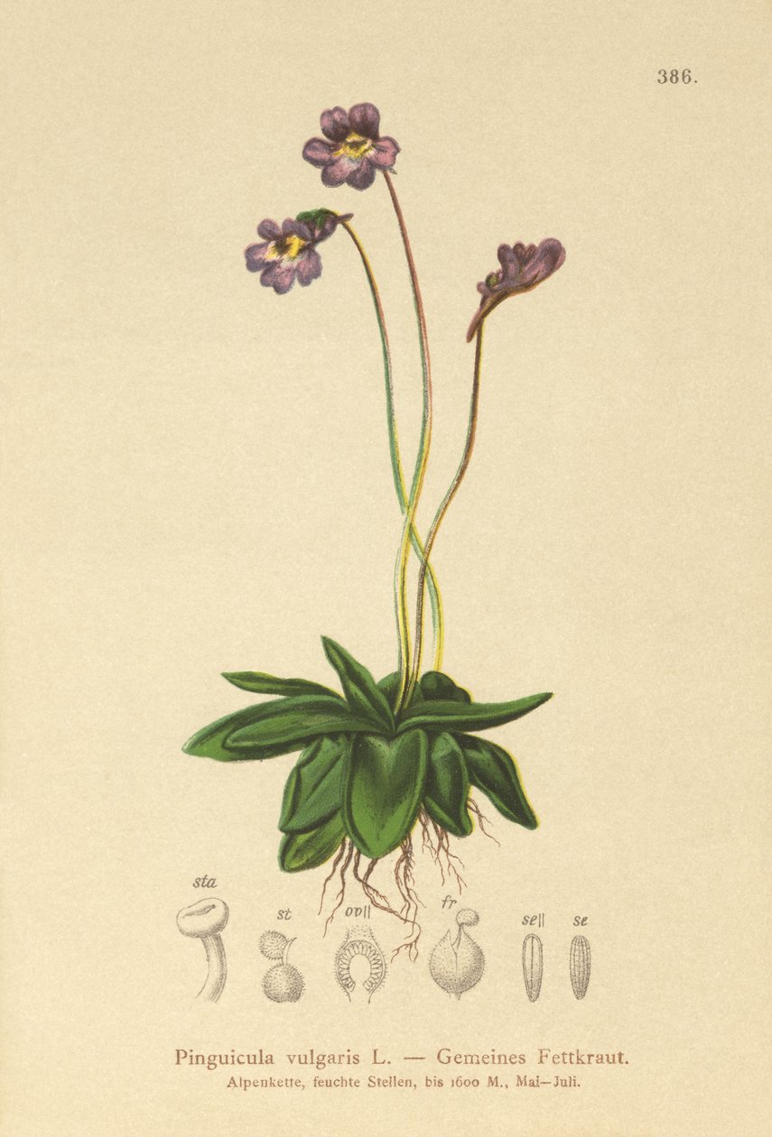 Tavallinen voikuisma (Pinguicula vulgaris) tekijältä German School
