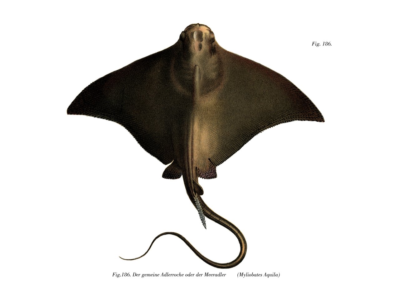 Common Eagle Ray (väri litho) tekijältä German School