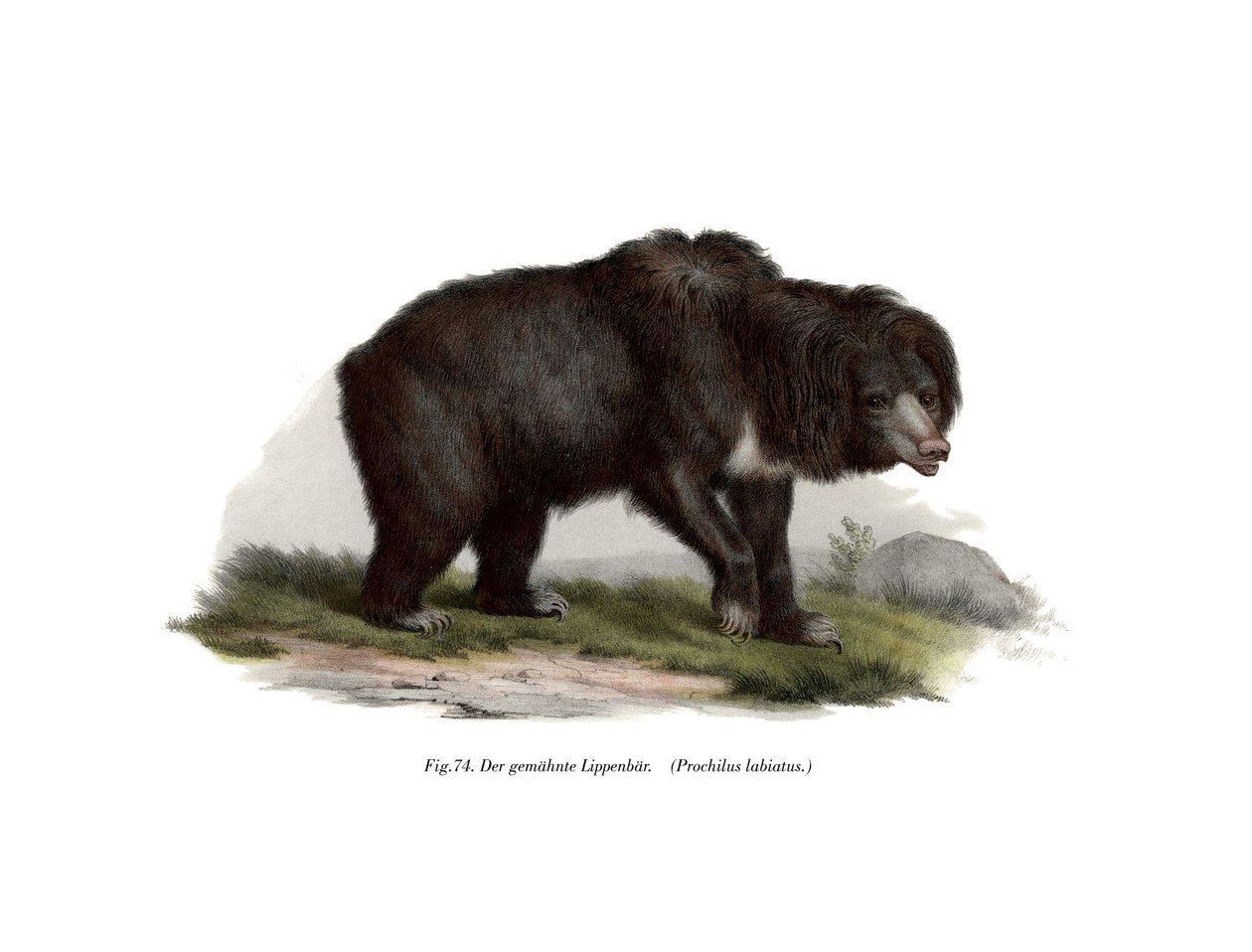 Tavallinen intialainen laiskiainen, 1860 tekijältä German School