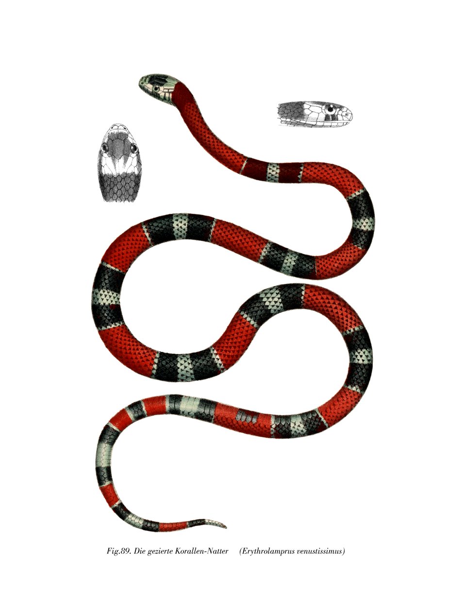 Common Neckband Snake (väri litho) tekijältä German School