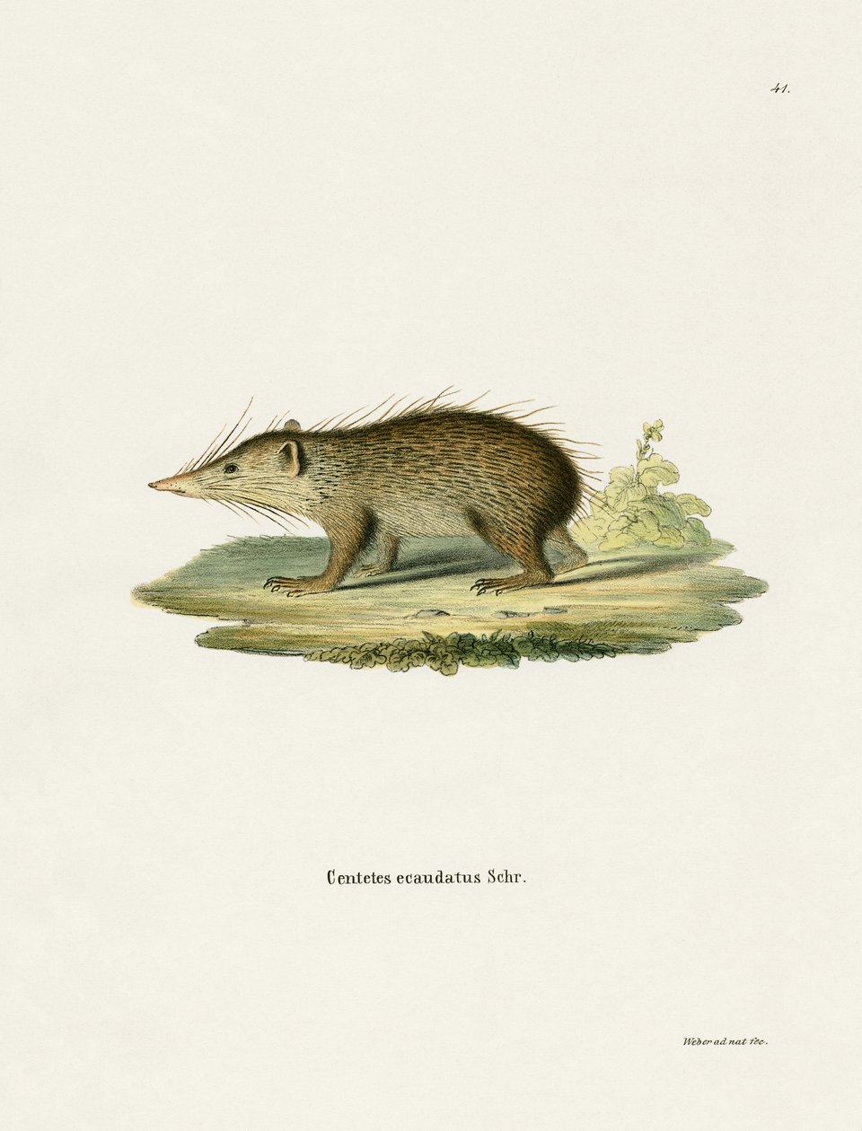 Common Tenrec (värillinen kaiverrus) tekijältä German School