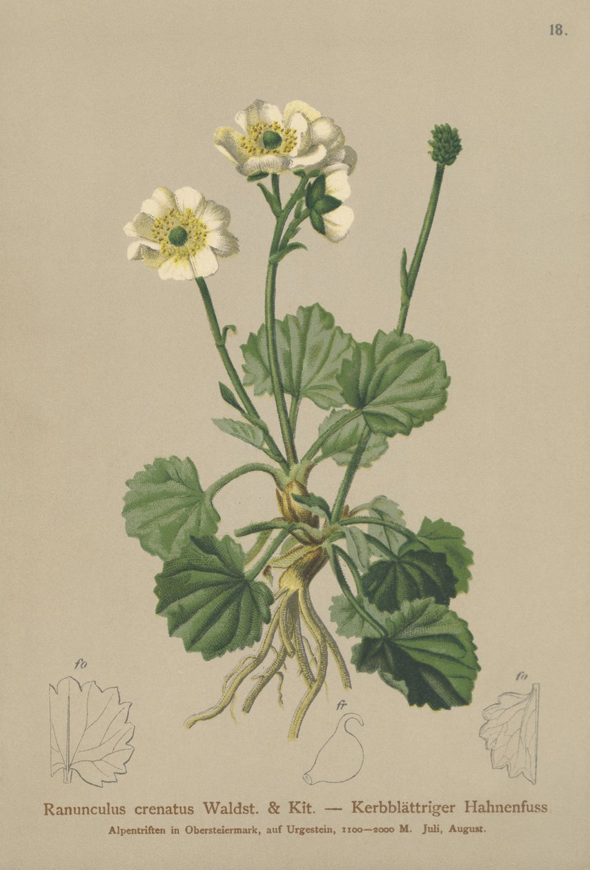 Varisjalka (Ranunculus crenatus) tekijältä German School