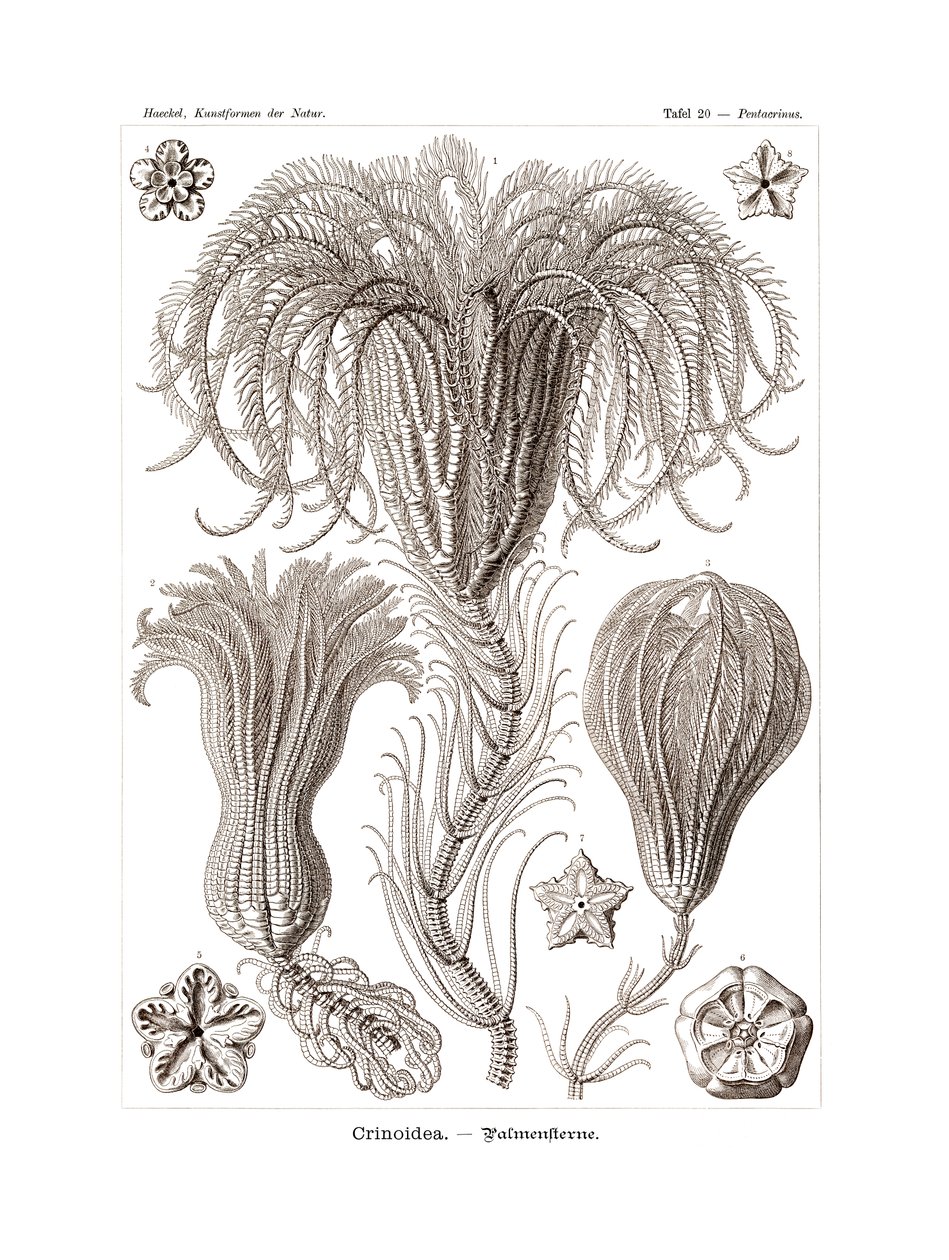 Crinoidea, 1899-1904 tekijältä German School