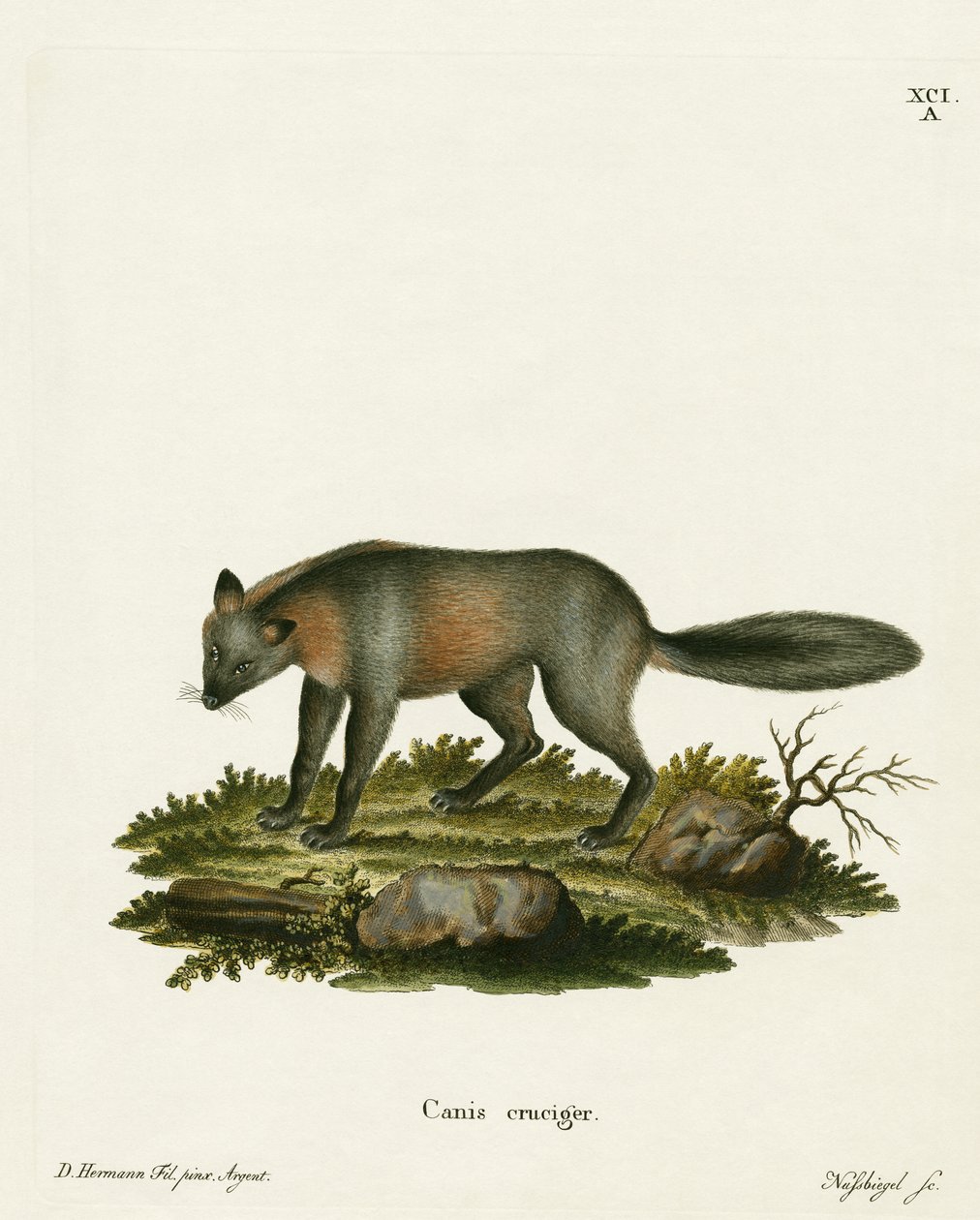 Cross Fox (värillinen kaiverrus) tekijältä German School
