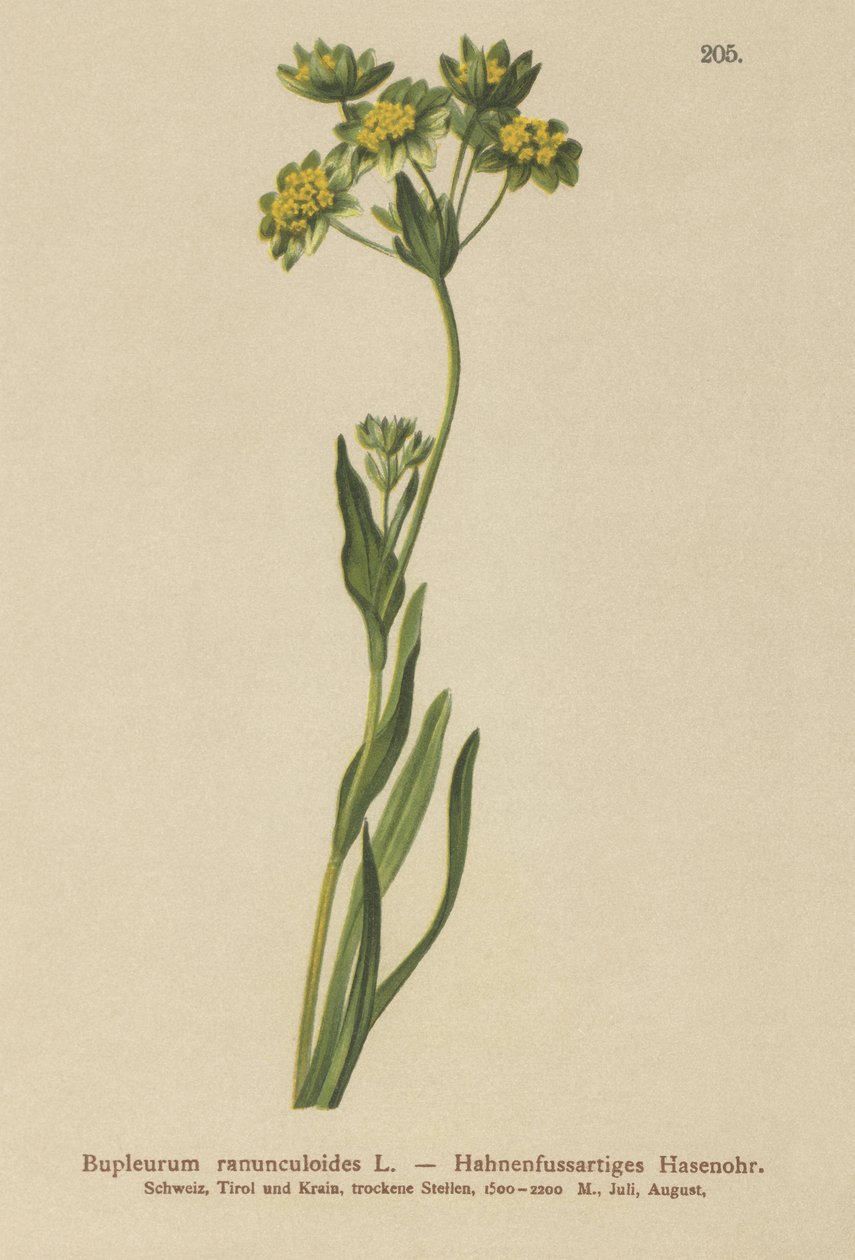 Varisjalka-lehtinen jäniskorva (Bupleurum ranunculoides) tekijältä German School