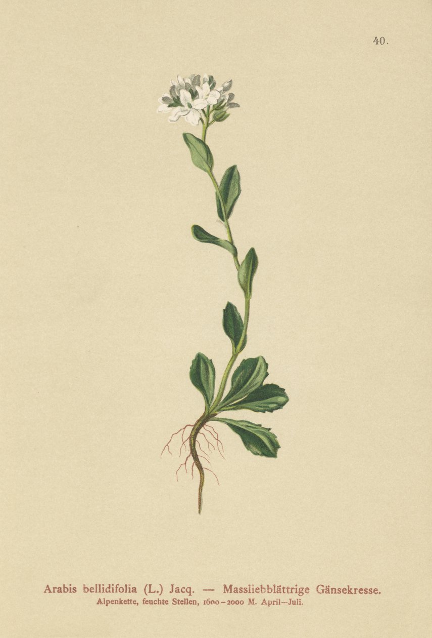 Daisyleaf Rock-cress (Arabis bellidifolia) tekijältä German School