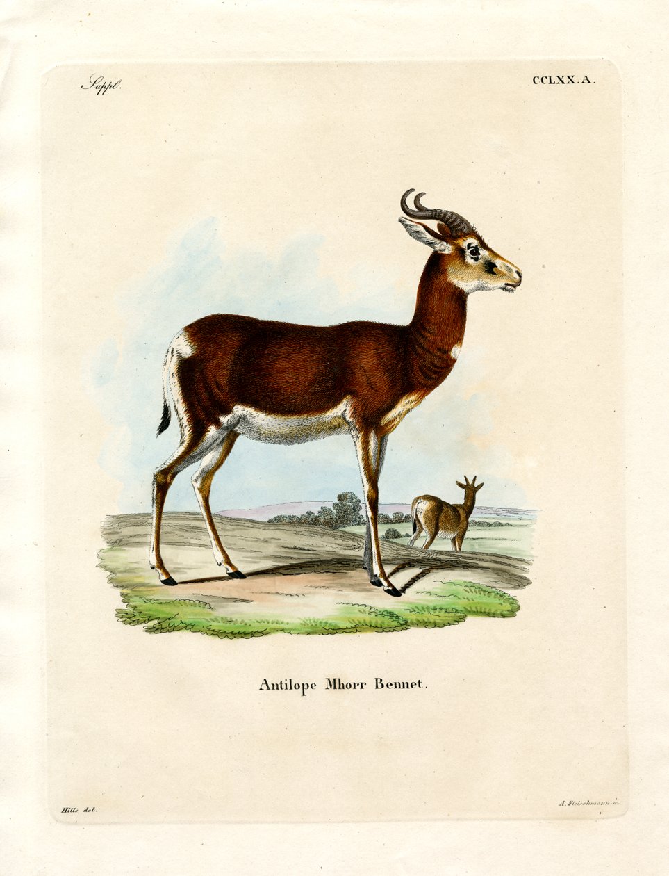 Dama Gazelle (värillinen kaiverrus) tekijältä German School