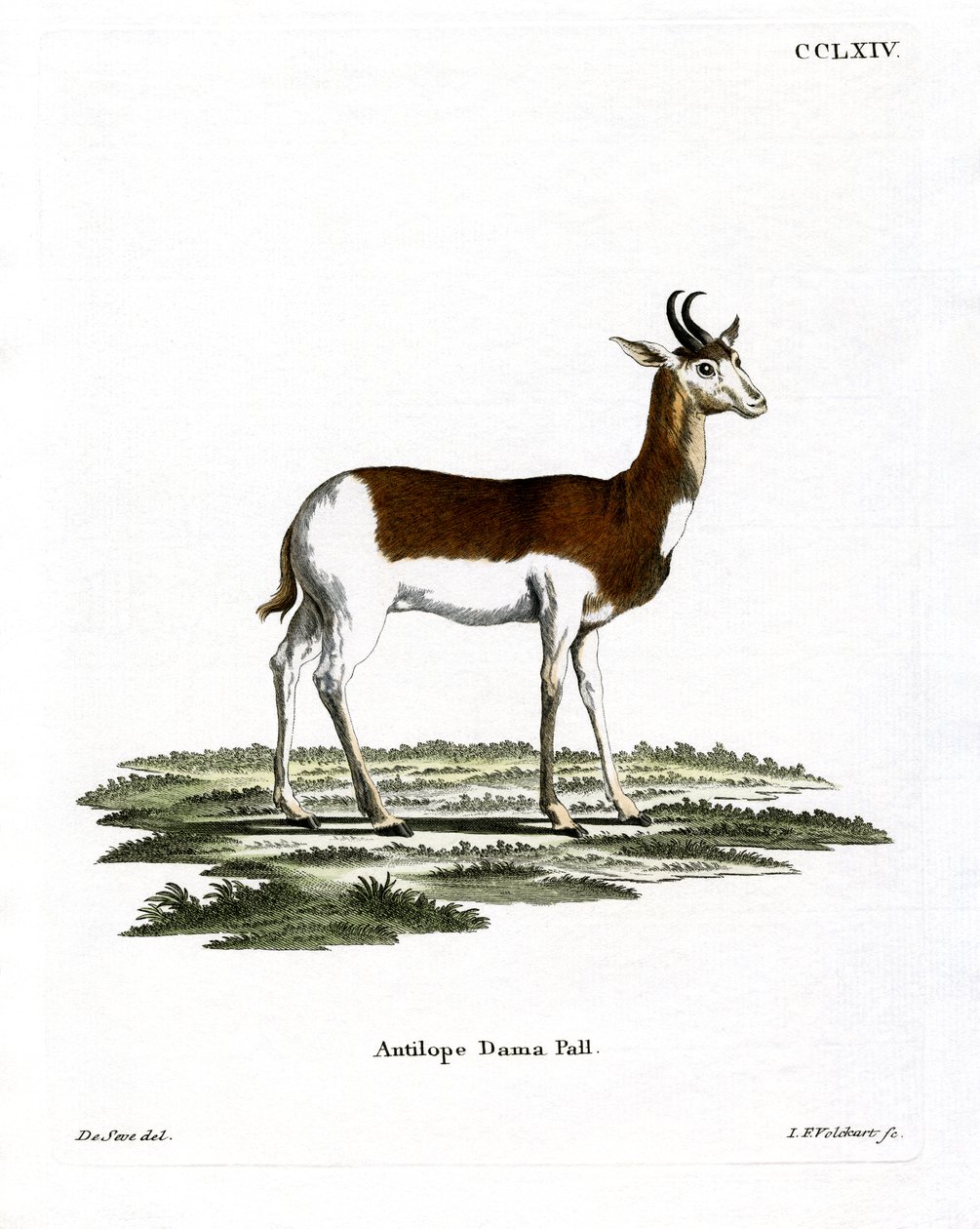 Dama Gazelle (värillinen kaiverrus) tekijältä German School
