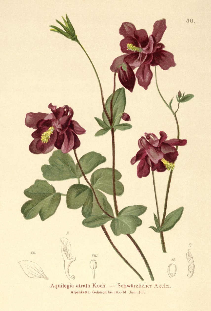 Tumma akileija (Aquilegia atrata) tekijältä German School