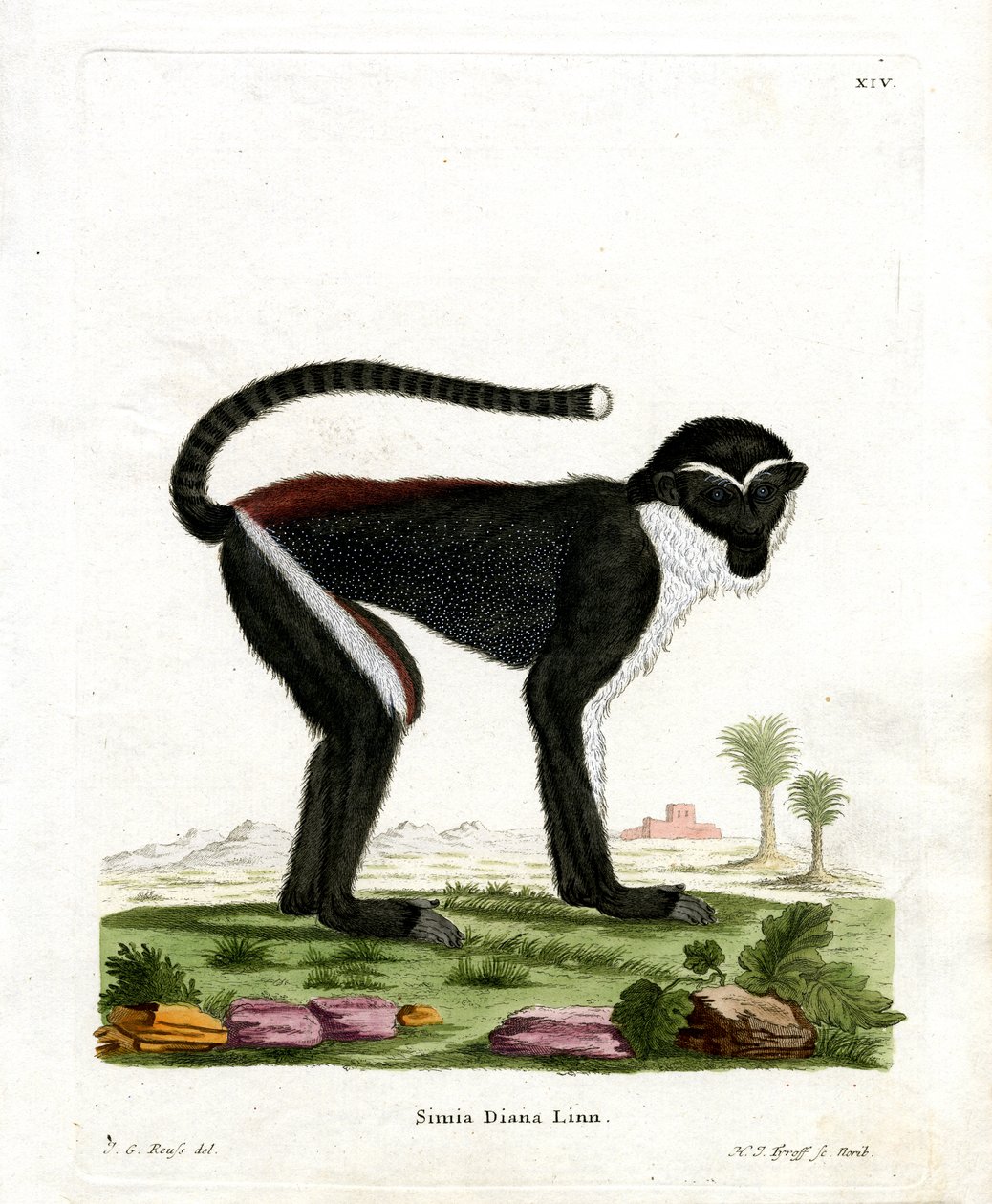 Diana Monkey (värillinen kaiverrus) tekijältä German School