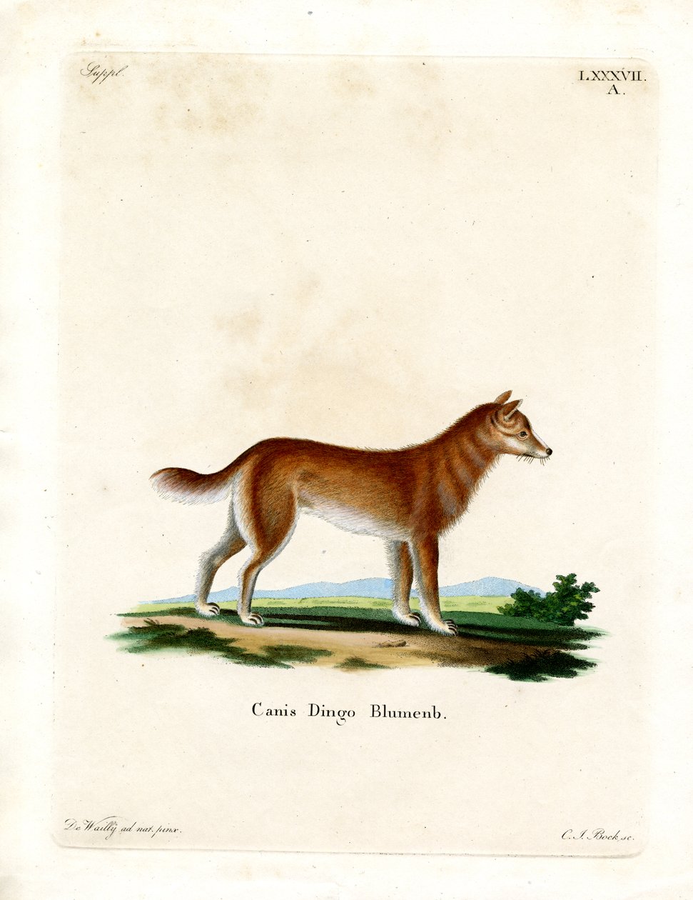Dingo (värillinen kaiverrus) tekijältä German School