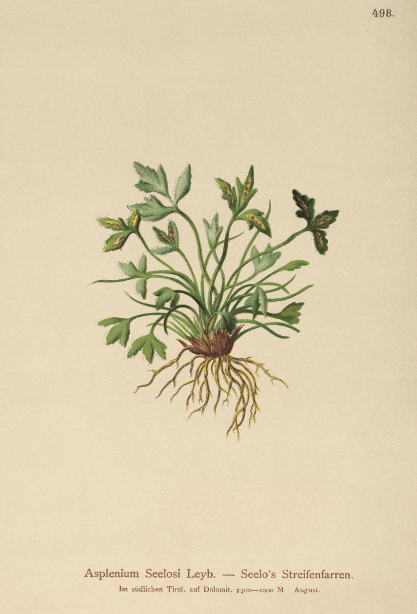 Dolomiittiperna (Asplenium Seelosii) tekijältä German School
