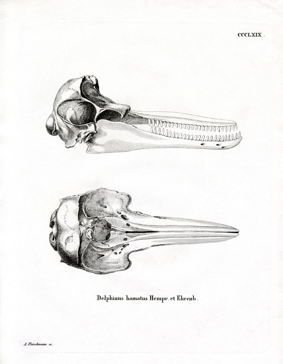 Dolphin Skull (värillinen kaiverrus) tekijältä German School