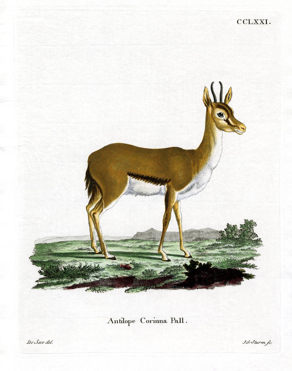 Dorcas Gazelle (värillinen kaiverrus) tekijältä German School