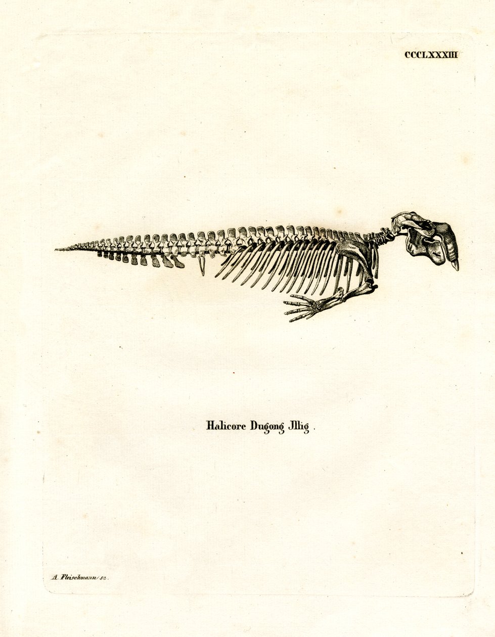 Dugong Skeleton (värillinen kaiverrus) tekijältä German School