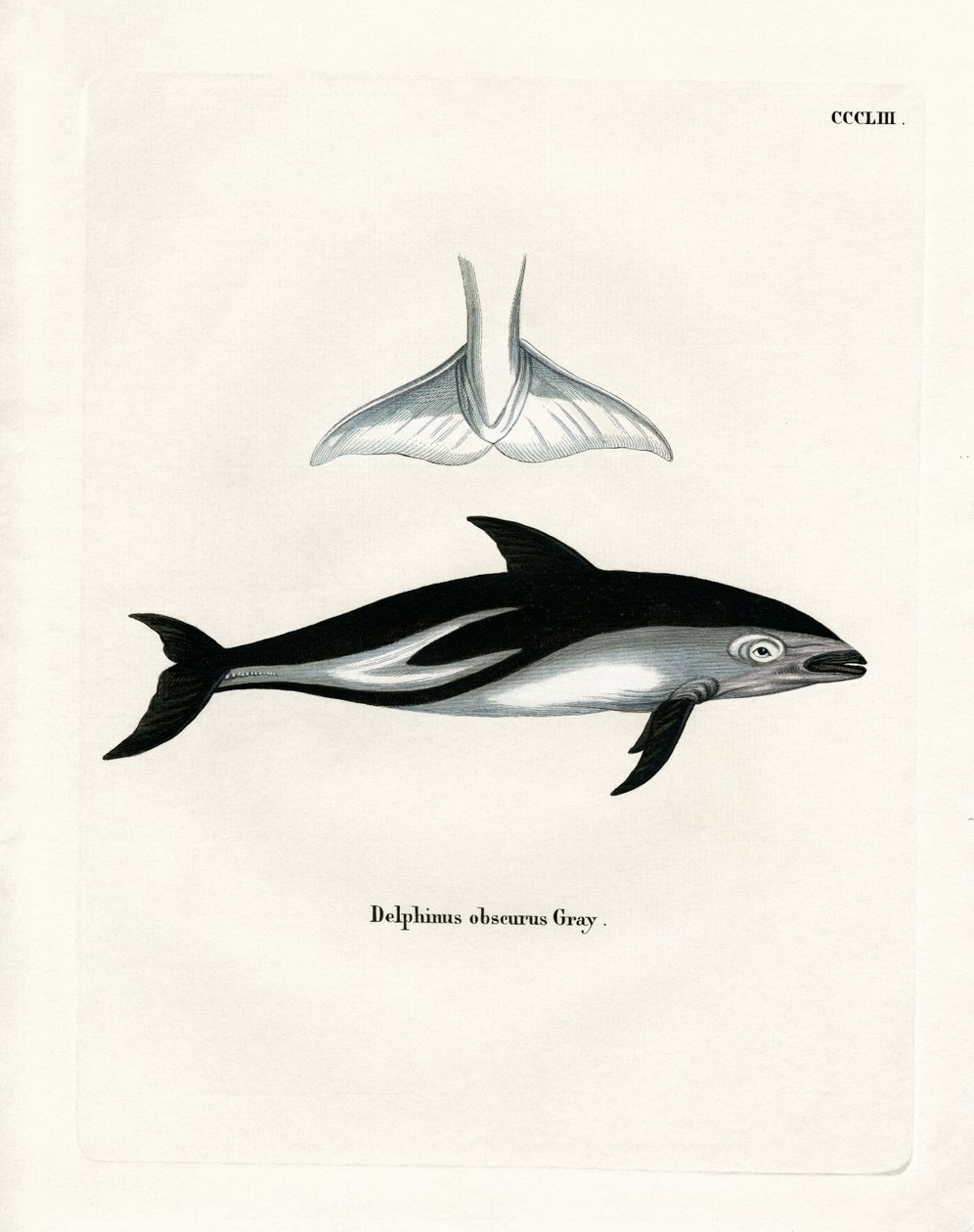 Dusky Dolphin (värillinen kaiverrus) tekijältä German School