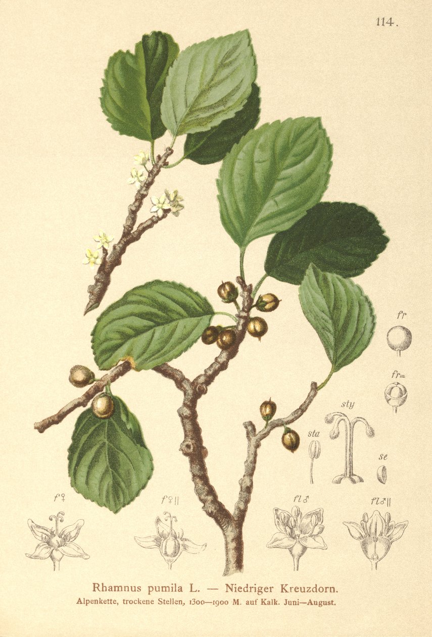 Kääpiötyrni (Rhamnus pumila) tekijältä German School