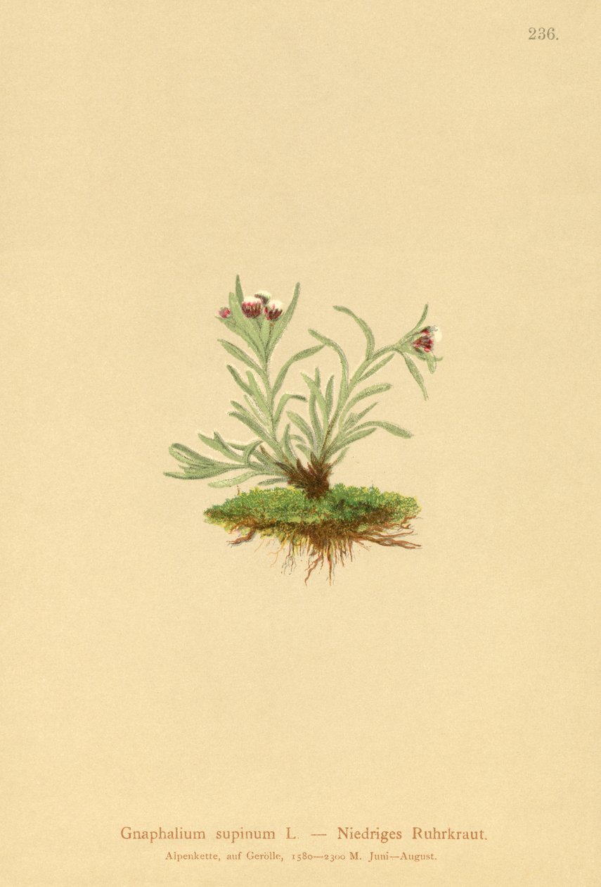 Kääpiökoho (Gnaphalium supineum) tekijältä German School