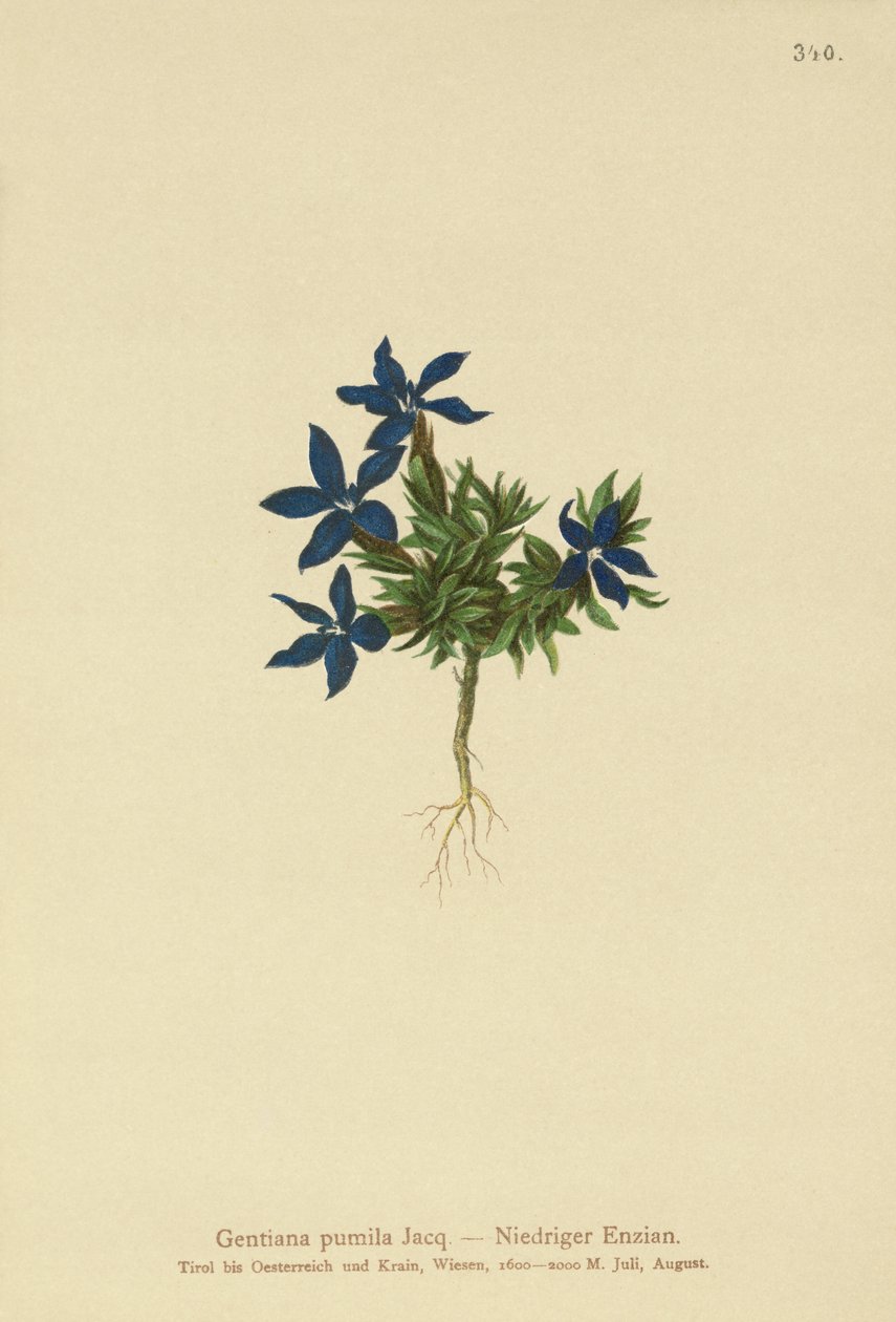 Kääpiö Gentian (Gentiana pumila) tekijältä German School