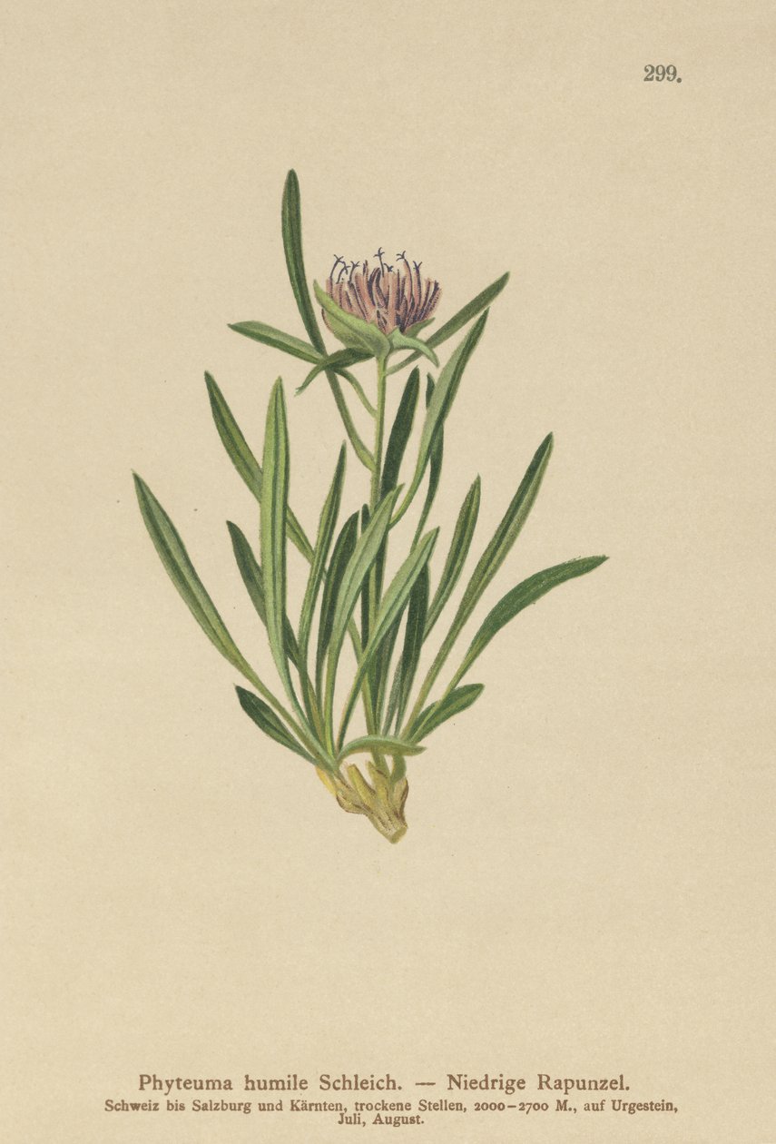 Dwarf Rampion (Phyteuma humile) tekijältä German School