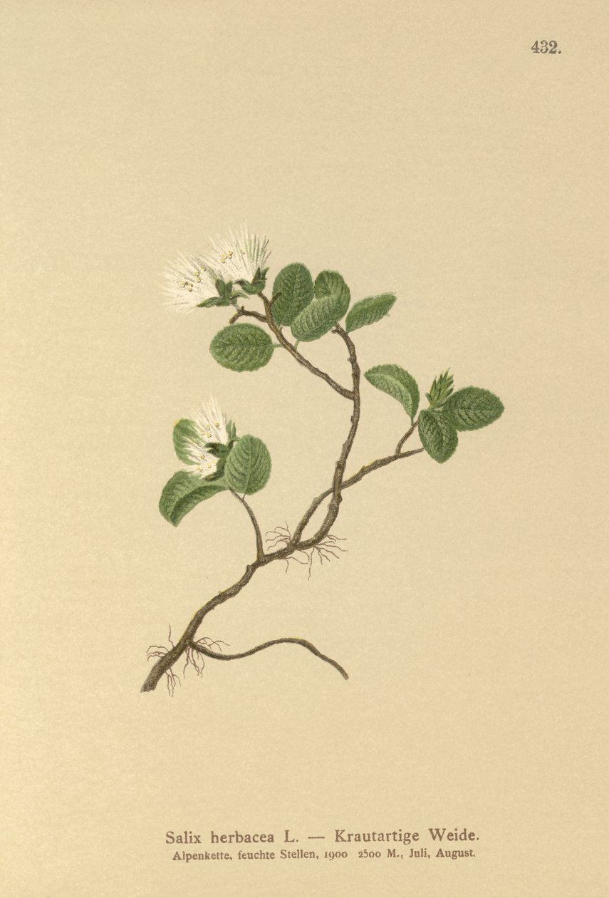 Kääpiöpaju (Salix herbacea) tekijältä German School
