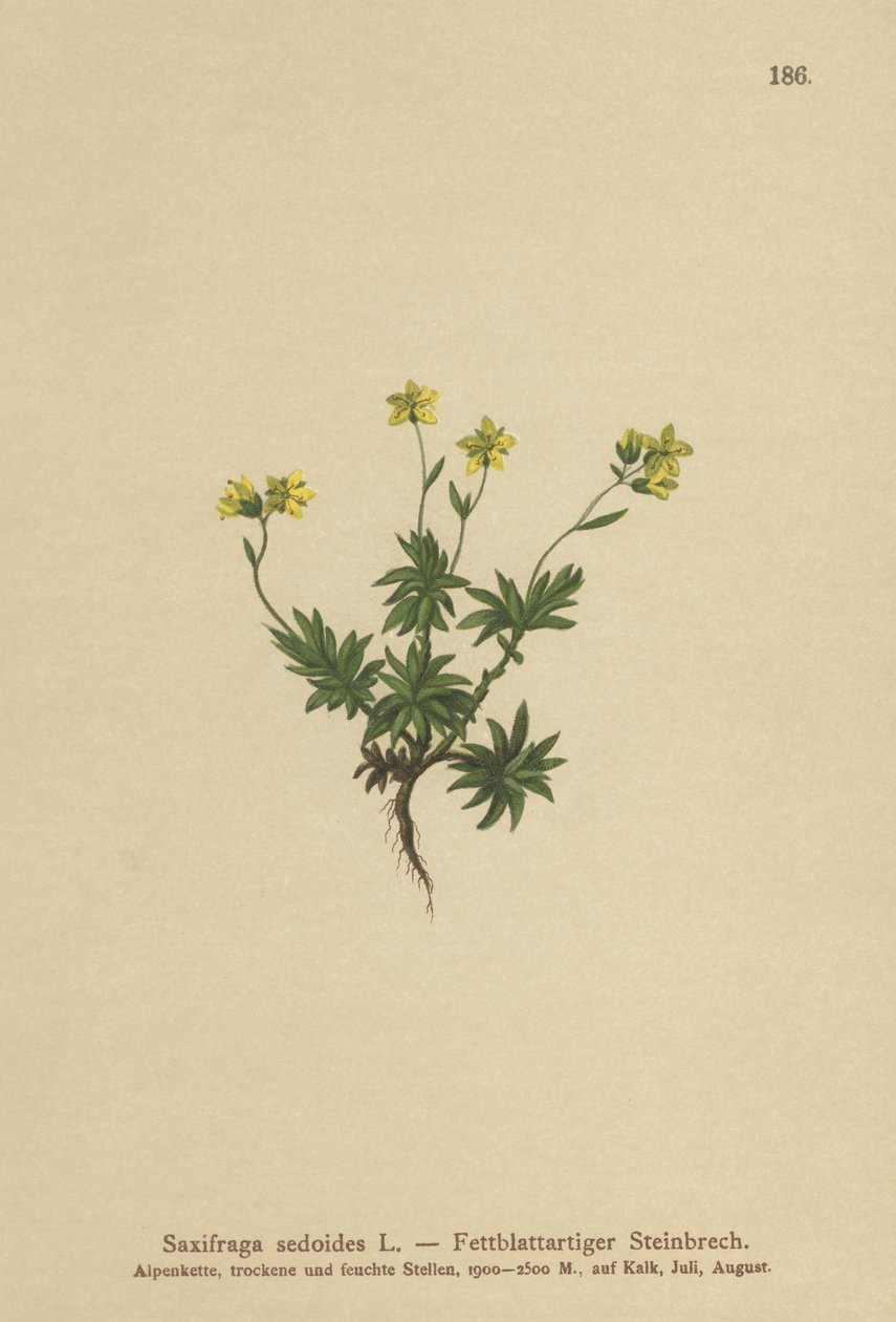 Saksifrage (Saxifraga sedoides) tekijältä German School