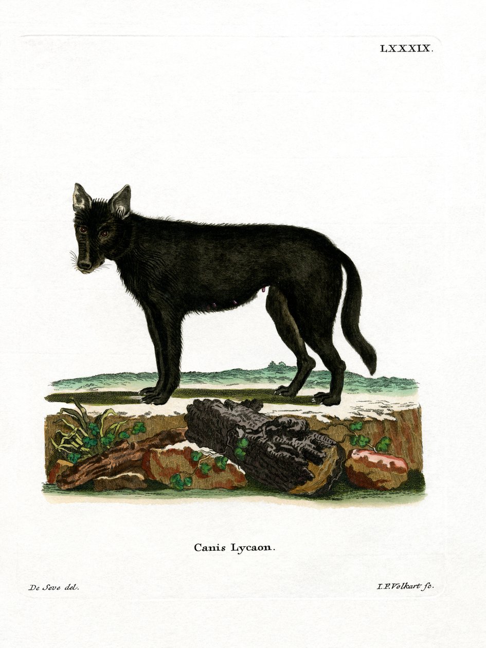 Eastern Timber Wolf (värillinen kaiverrus) tekijältä German School