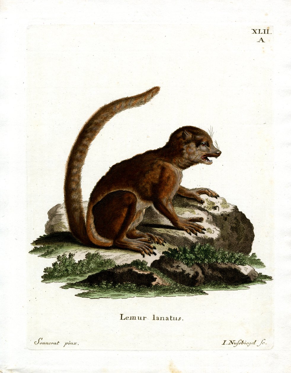Eastern Woolly Lemur (värillinen kaiverrus) tekijältä German School
