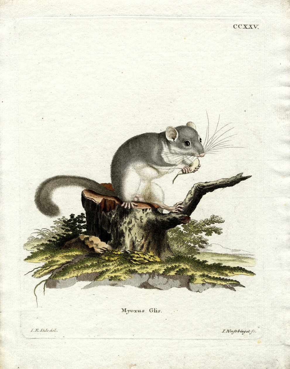 Syötävä dormouse (värillinen kaiverrus) tekijältä German School
