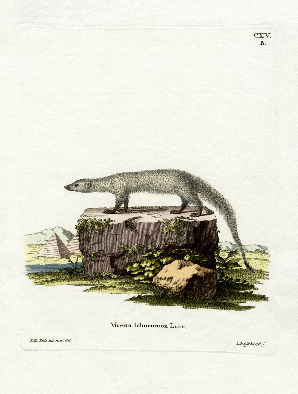 Egyptin Mongoose (värillinen kaiverrus) tekijältä German School