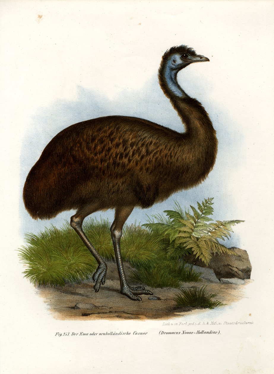 Emu, 1864 tekijältä German School