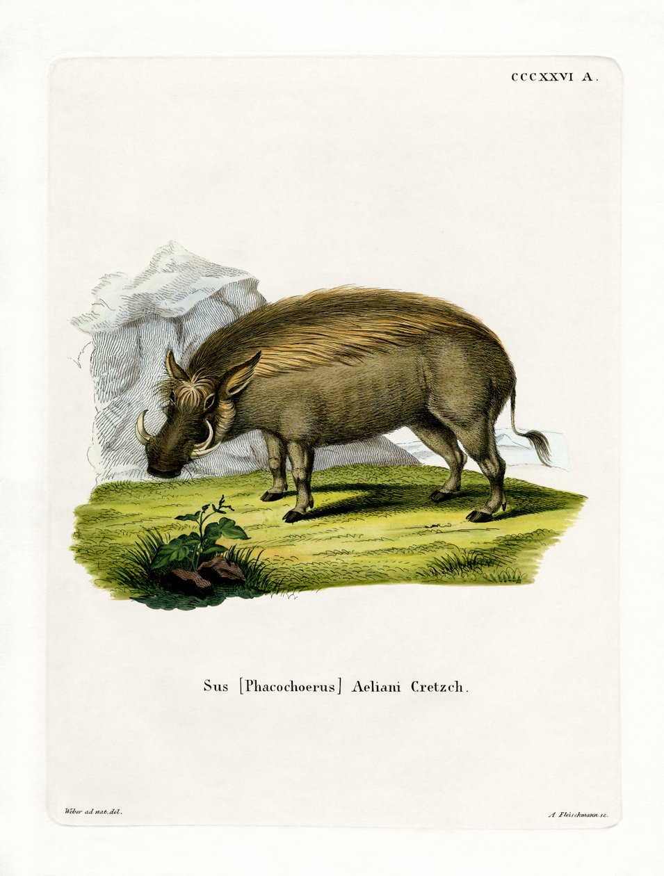 Eritrean Warthog (värillinen kaiverrus) tekijältä German School